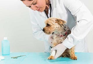 veterinarian and dog at vet clinic